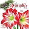 Degroot DeGroot Amaryllis Gift Box Bulb Kit 1 pk AY912A00 - alternate 8